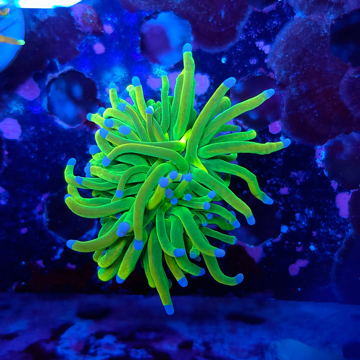 Holy Grail Torch (Video in pics)