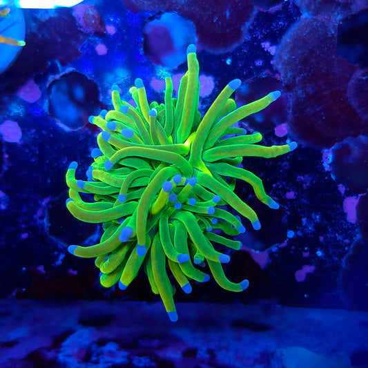 Holy Grail Torch (Video in pics)