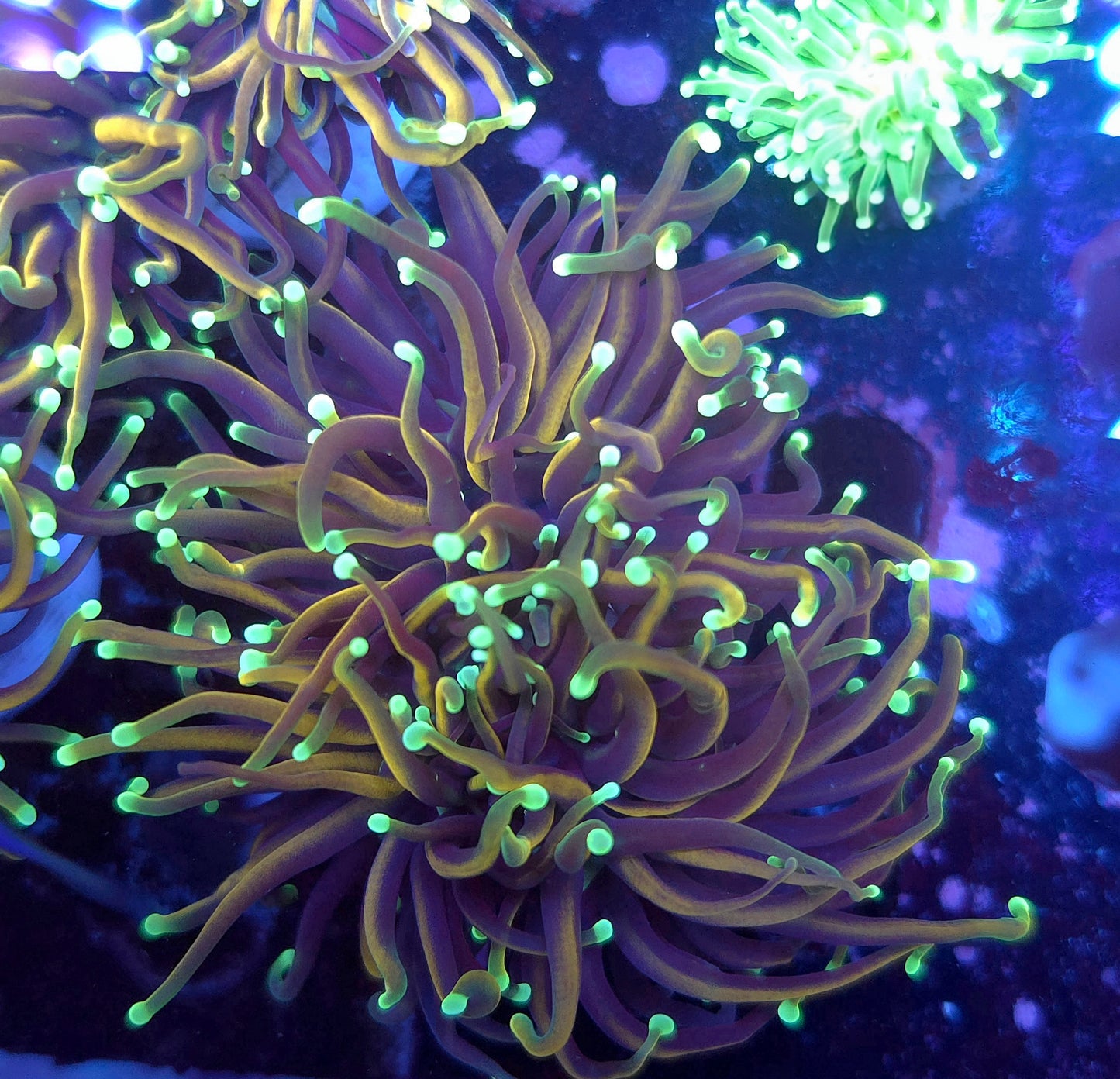 Dragon Soul Torch Double Crazy Flesh (Video in pics)