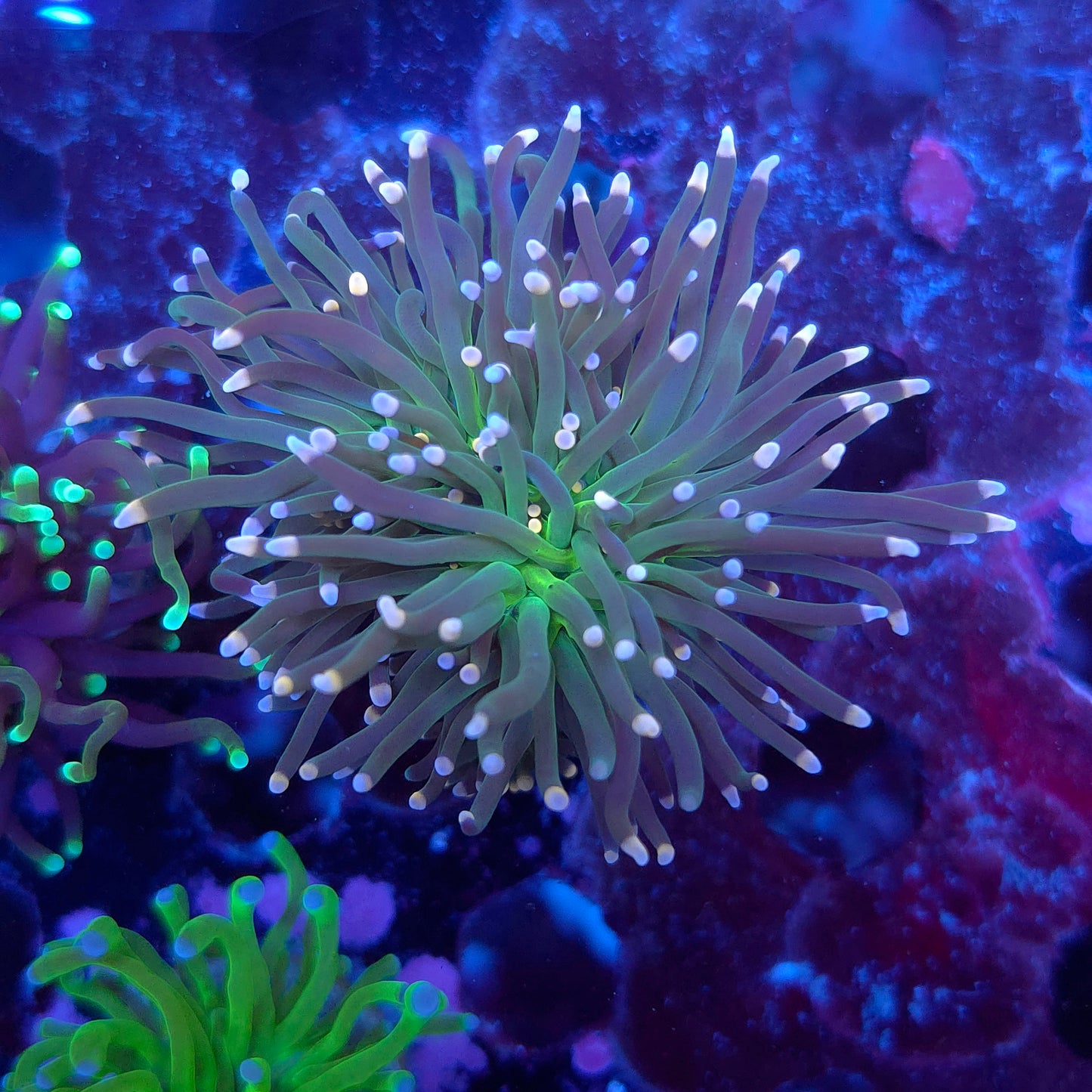 Skittles Torch (Video in pics)