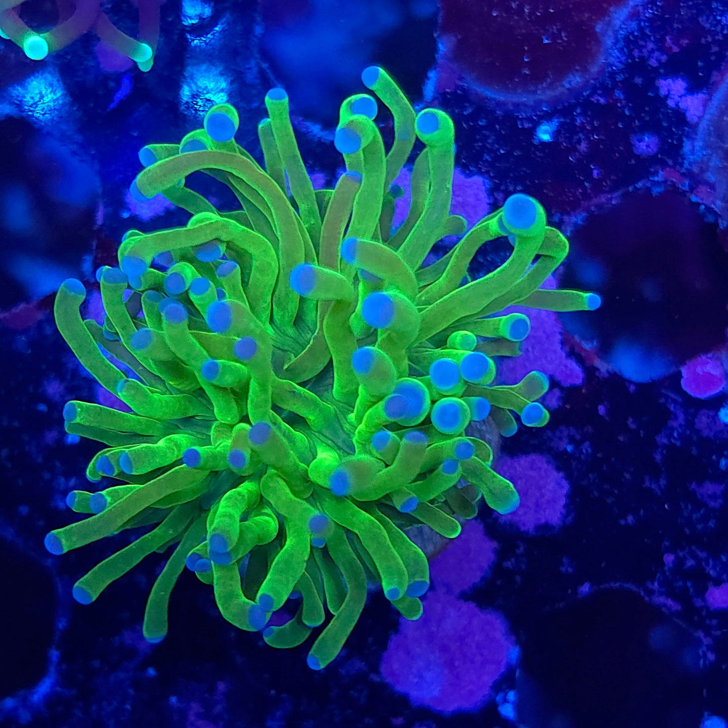 Todds Torch (Video in pics)