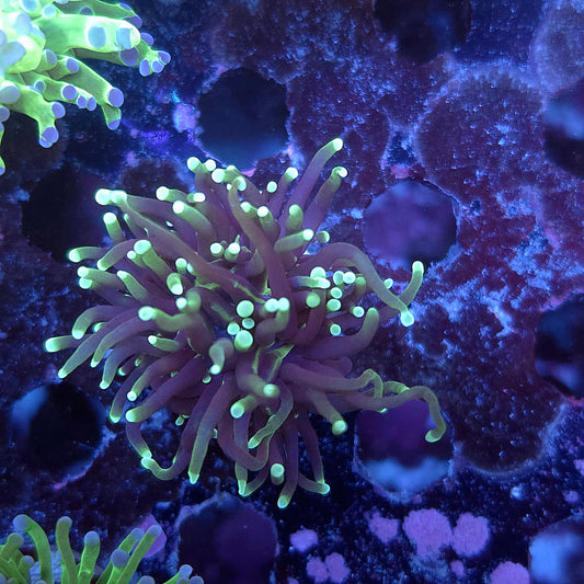 Grim Reaper Torch (Video in pics)