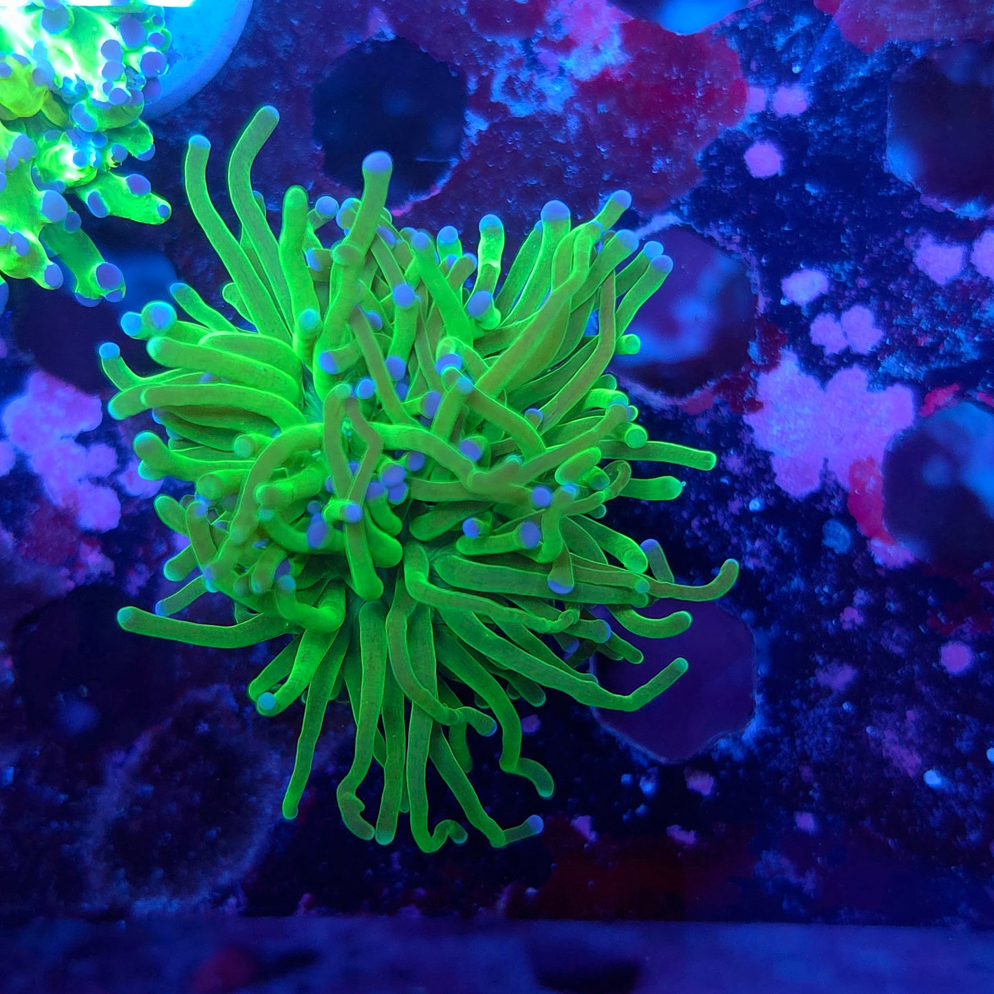Todds Torch (Video in pics)