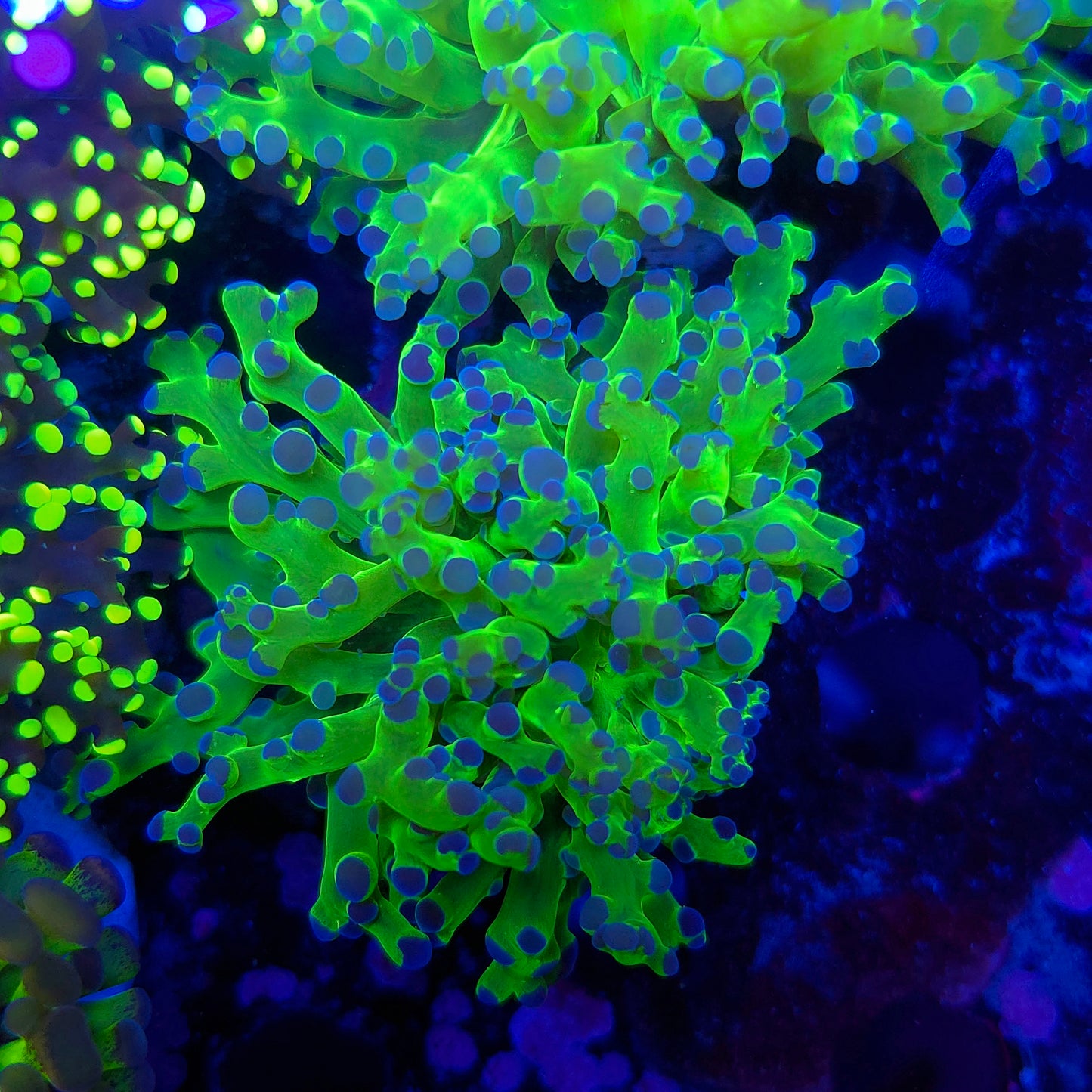 Neon Green Purple Tip Frogspawn (Video in pics)