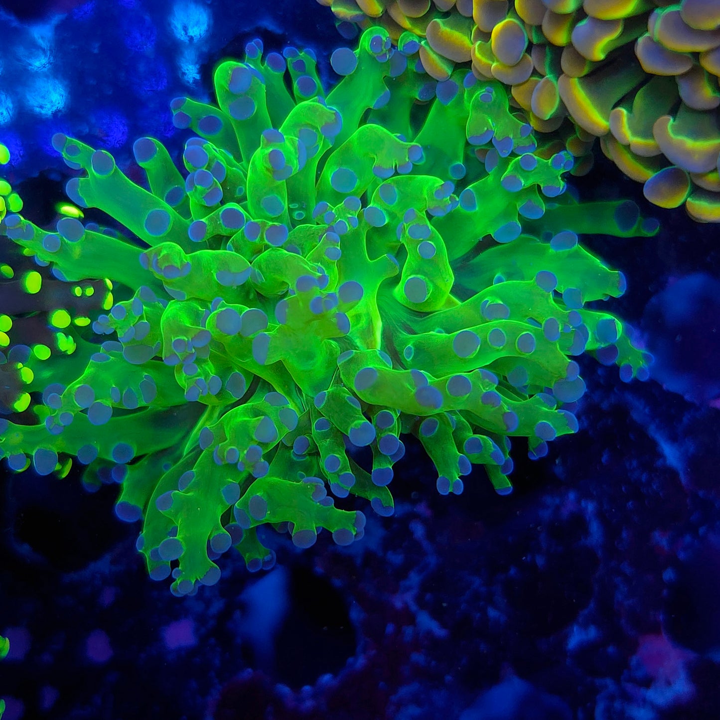 Neon Green Purple Tip Frogspawn (Video in pics)