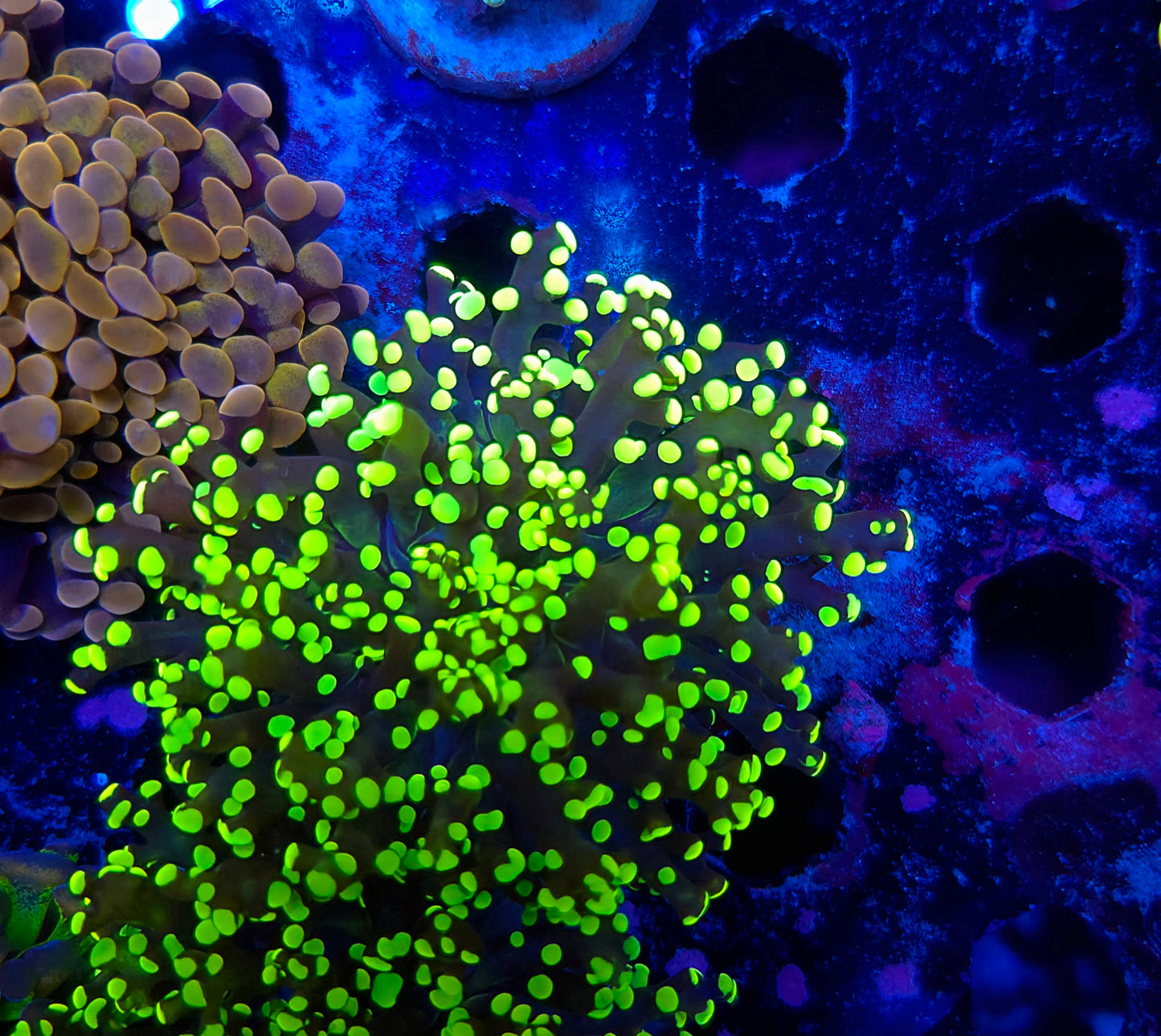 Toxic Tip Octospawn (Video in pics)
