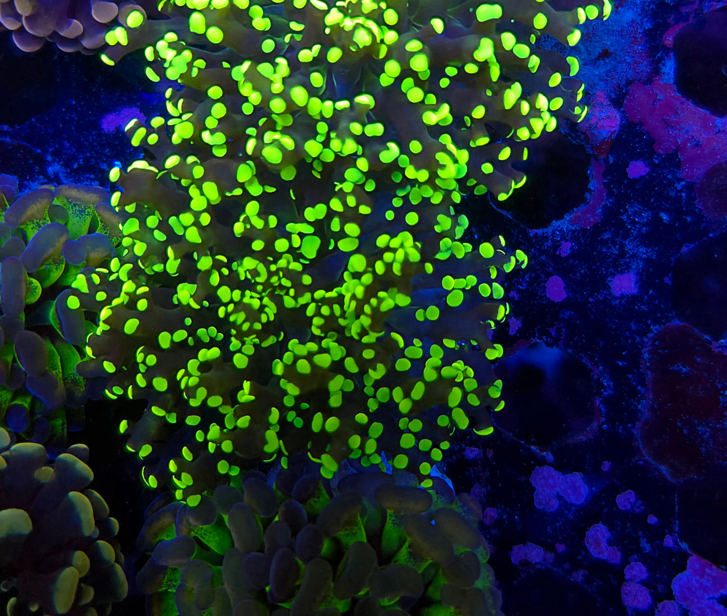 Toxic Tip Octospawn (Video in pics)