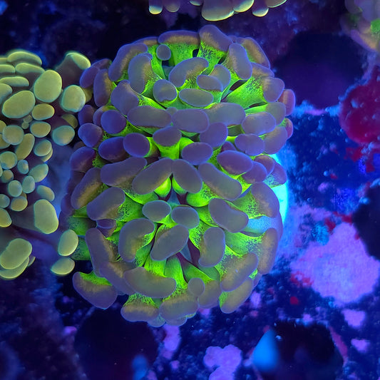 Toxic Gold Splatter Hammer Double (Video in pics)