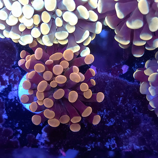 Pink and Purple Hammer