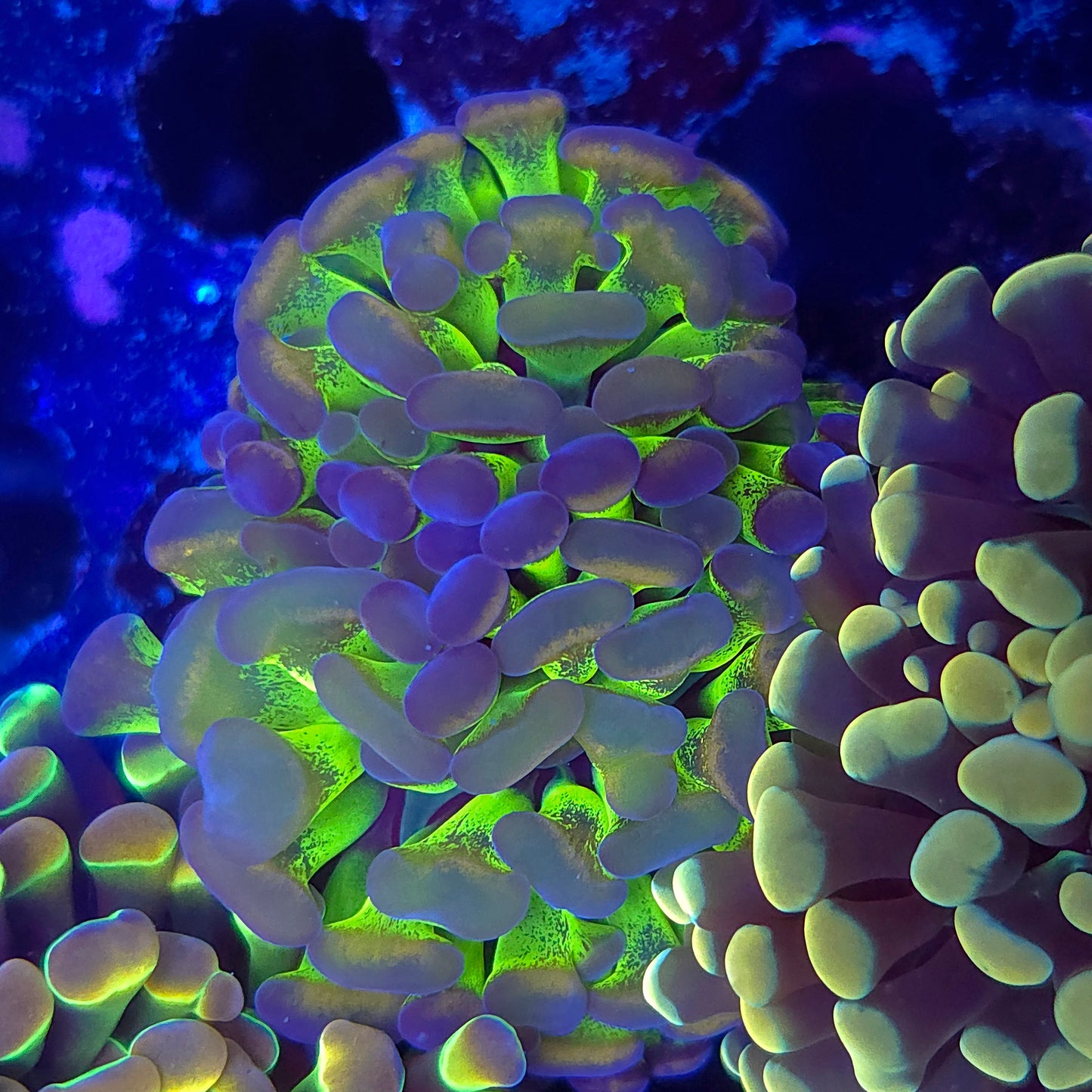 Toxic Gold Splatter Hammer Double (Video in pics)