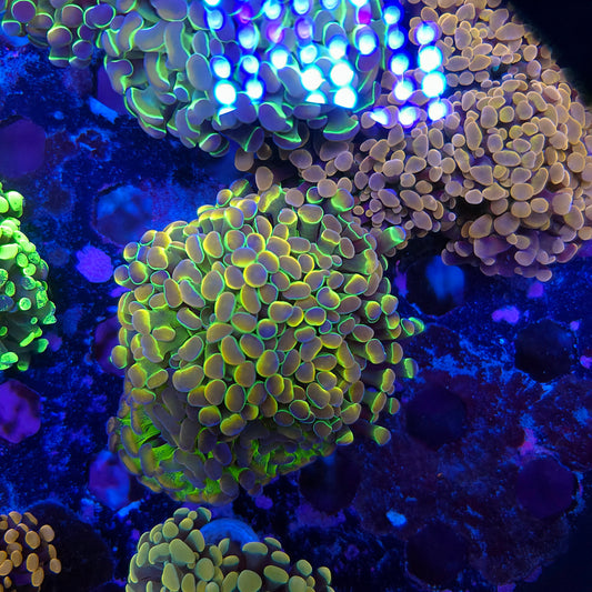 Rainbow Hologram Hammer Triple (Video in pics)