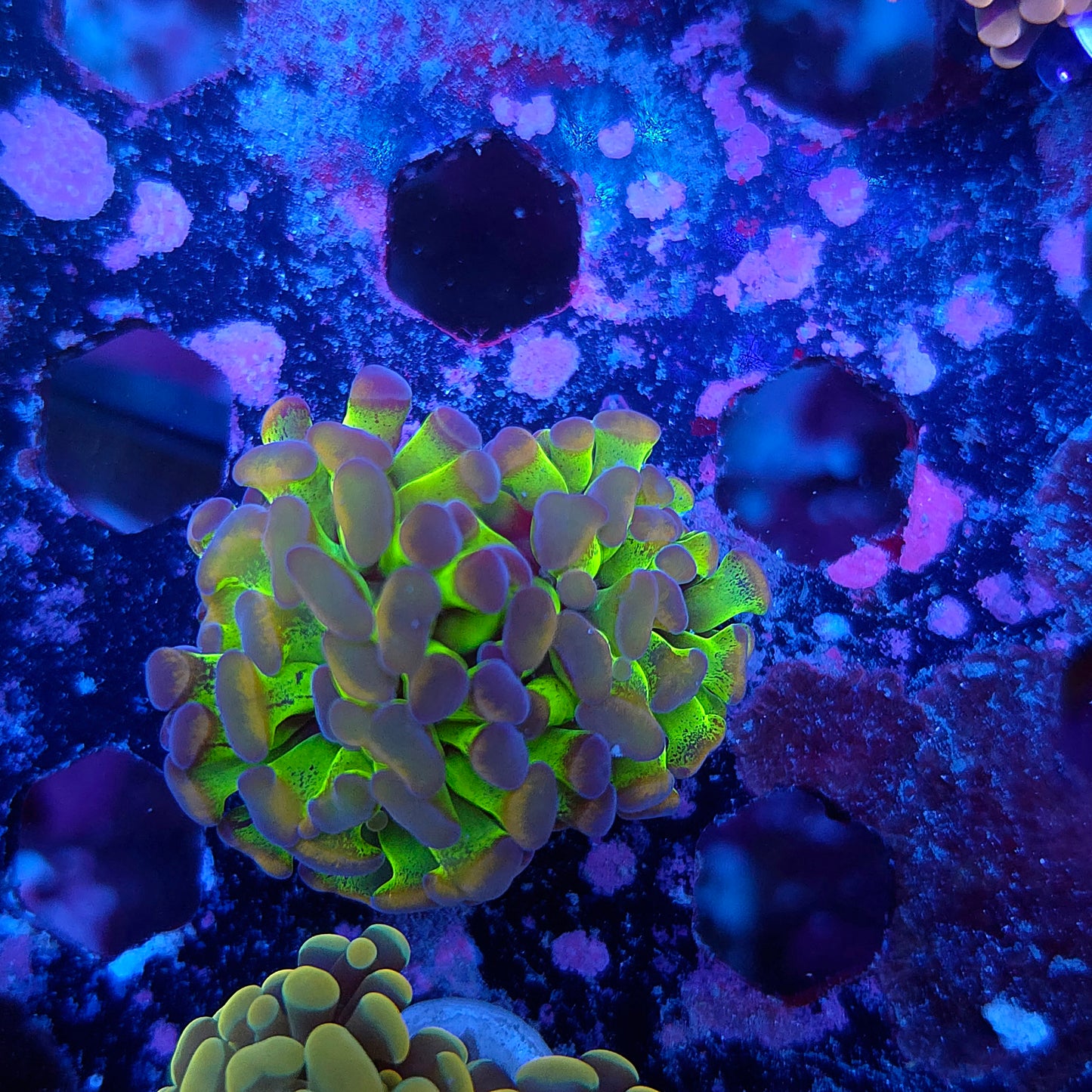 Toxic Gold Splatter Hammer Double (Video in pics)