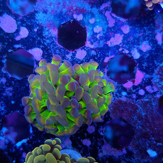 Toxic Gold Splatter Hammer Double (Video in pics)