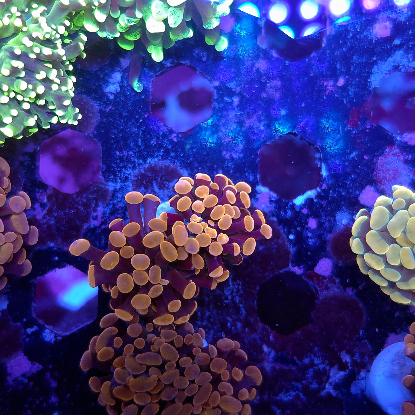 Pink and Purple Hammer Double (Video in pics)