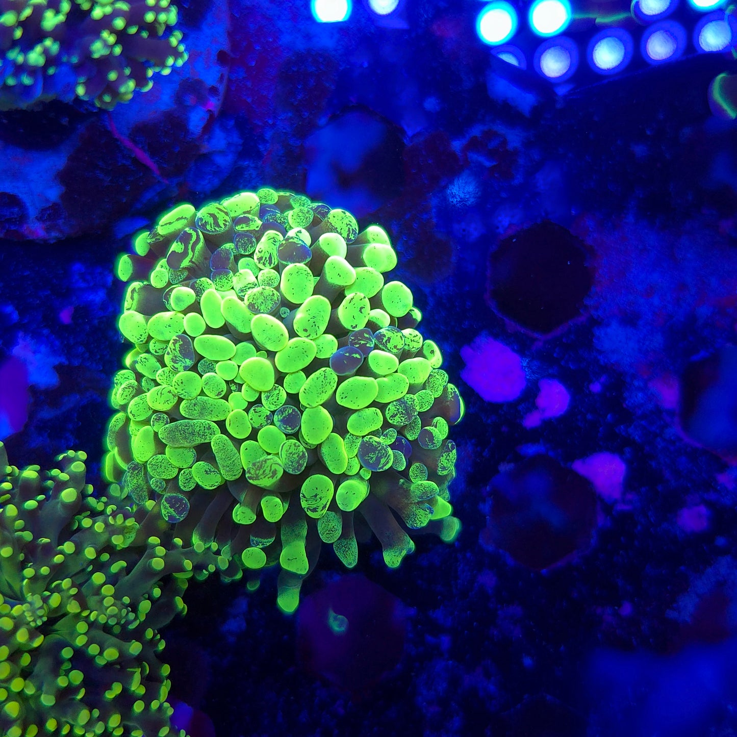 Bright Toxic Splatter Hammer Mini Colony (Video in pics)