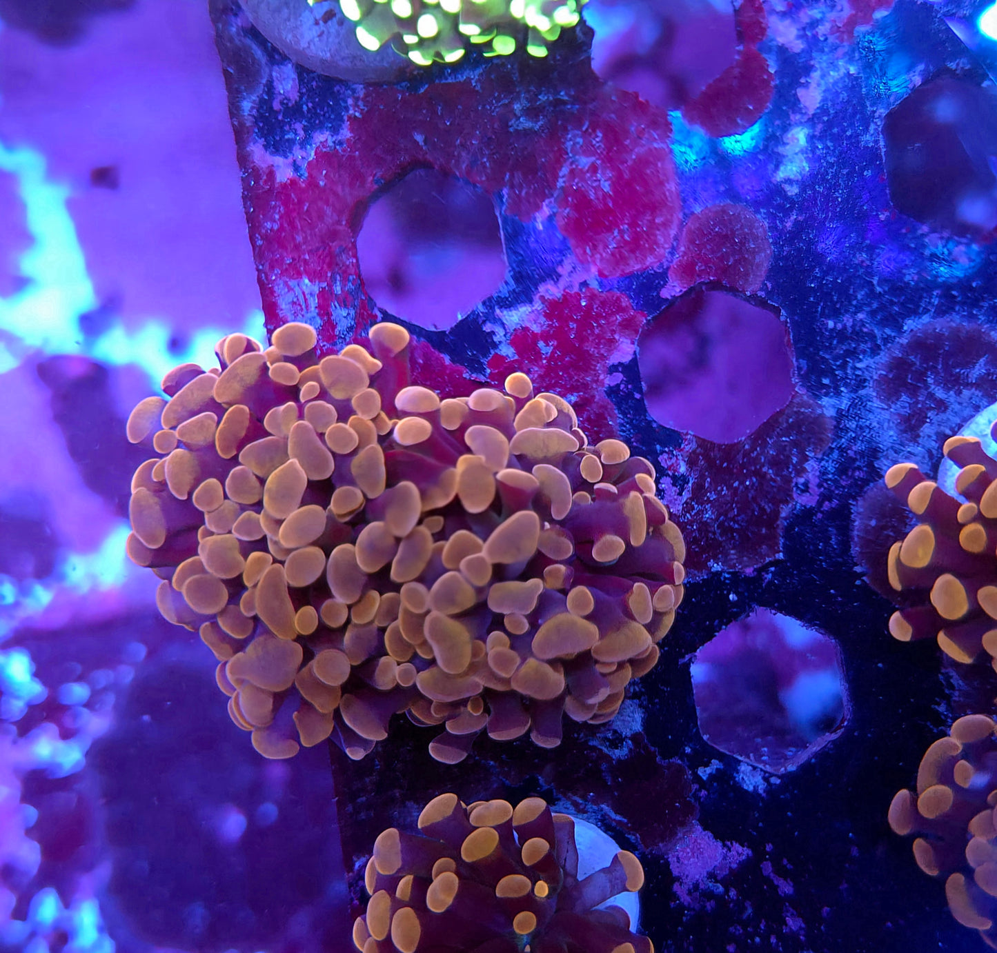 Pink and Purple Hammer Double (Video in pics)