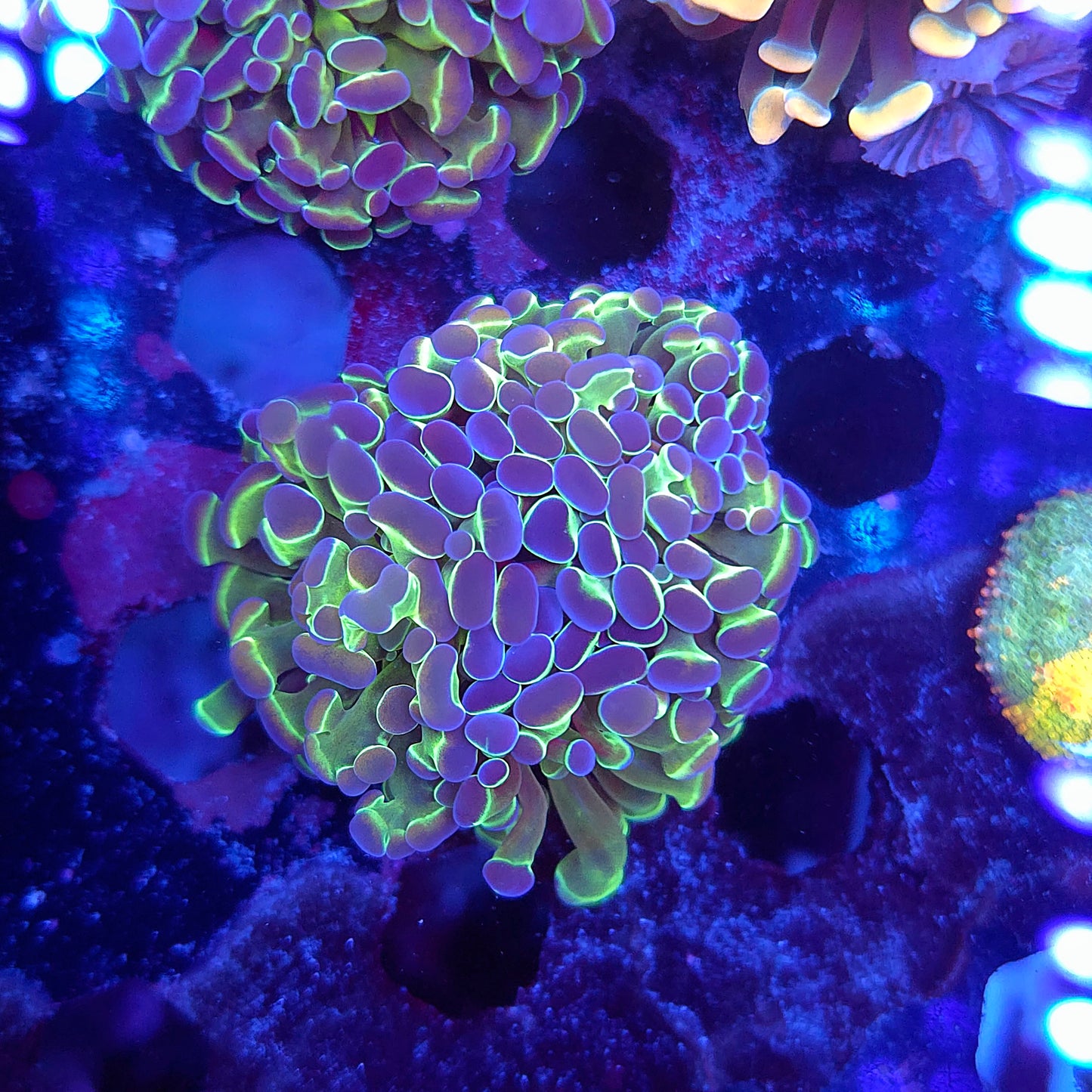 Hologram Hammer Double (Video in pics)