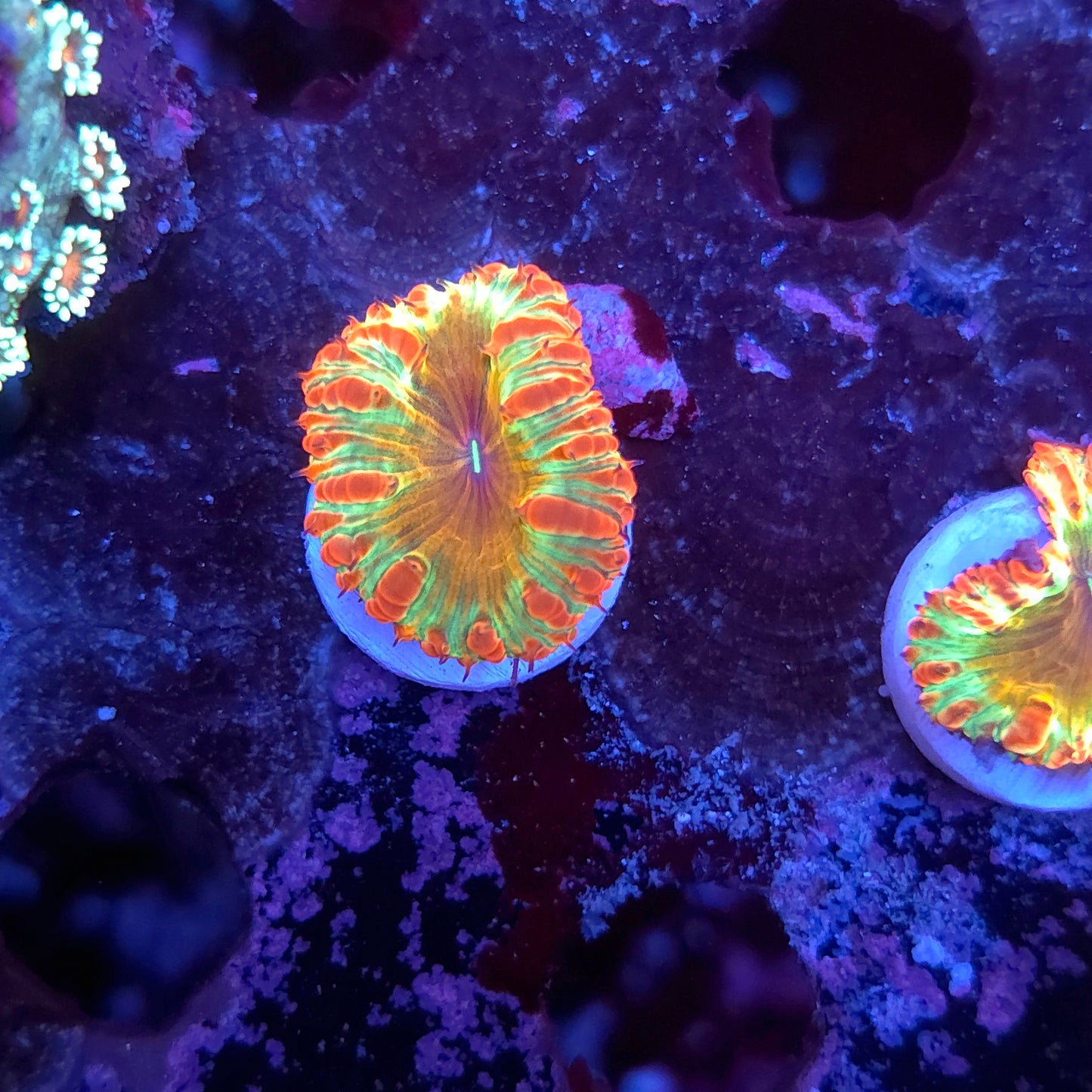 Crazy Rainbow Blasto Wellsi
