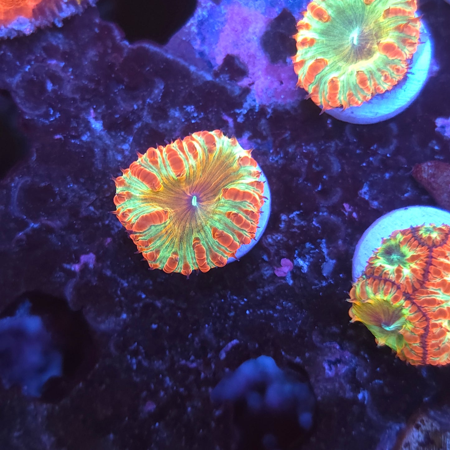 Crazy Rainbow Blasto Wellsi