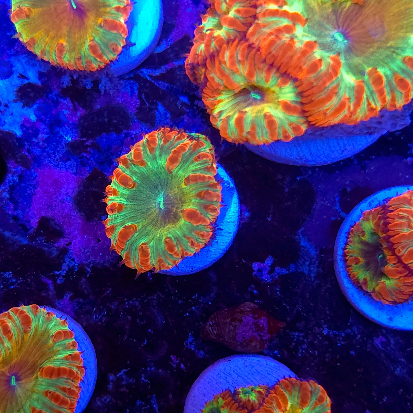 Crazy Rainbow Blasto Wellsi