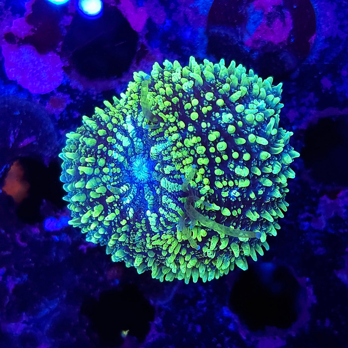 Bright Highlighter Lobo