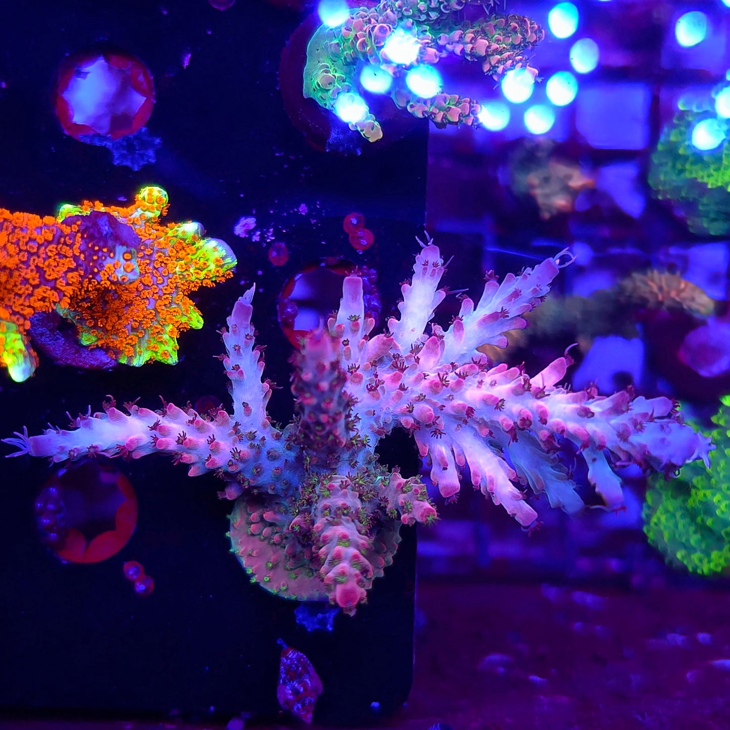 SCo Rainbow Confetti Acro