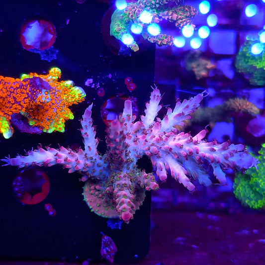 SCo Rainbow Confetti Acro