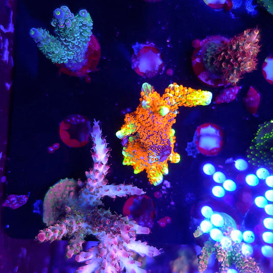 Forest Fire Montipora Digitata Large Frag