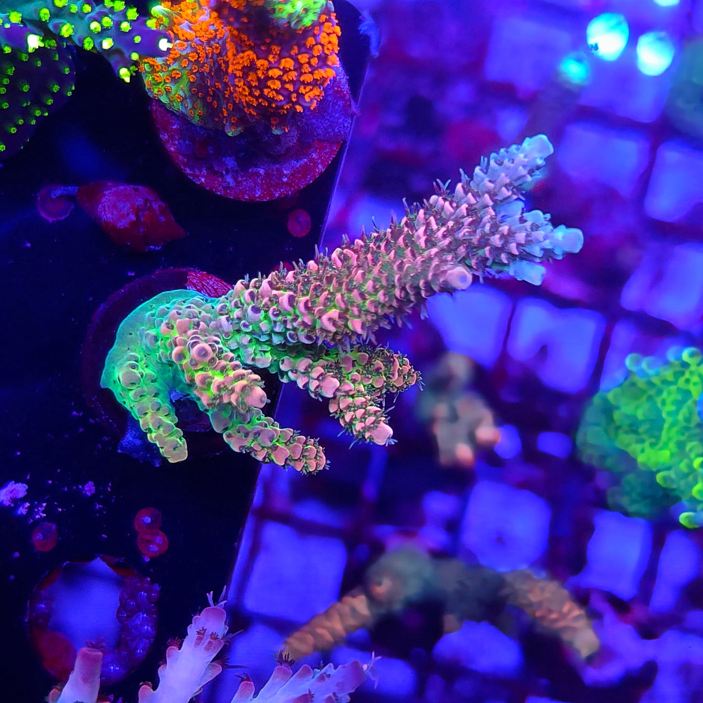 Rainbow Candy Acro