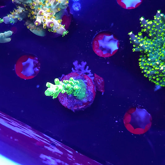 Neon Green Acro