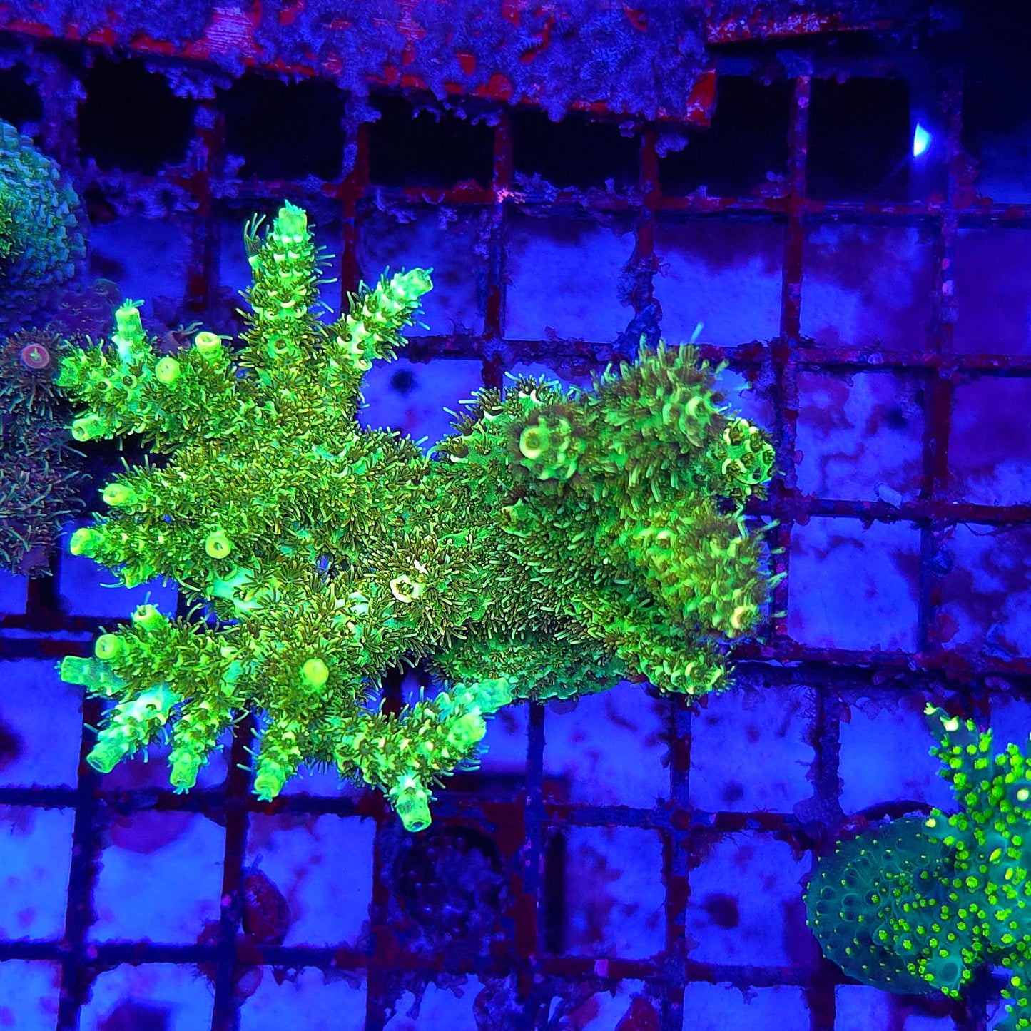 XL High Lighter Acro Colony