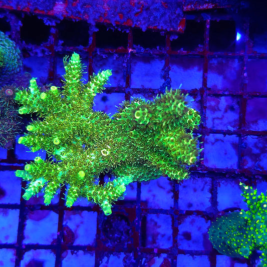 XL High Lighter Acro Colony
