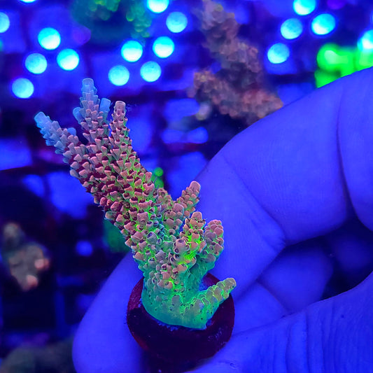 Rainbow Candy Acro