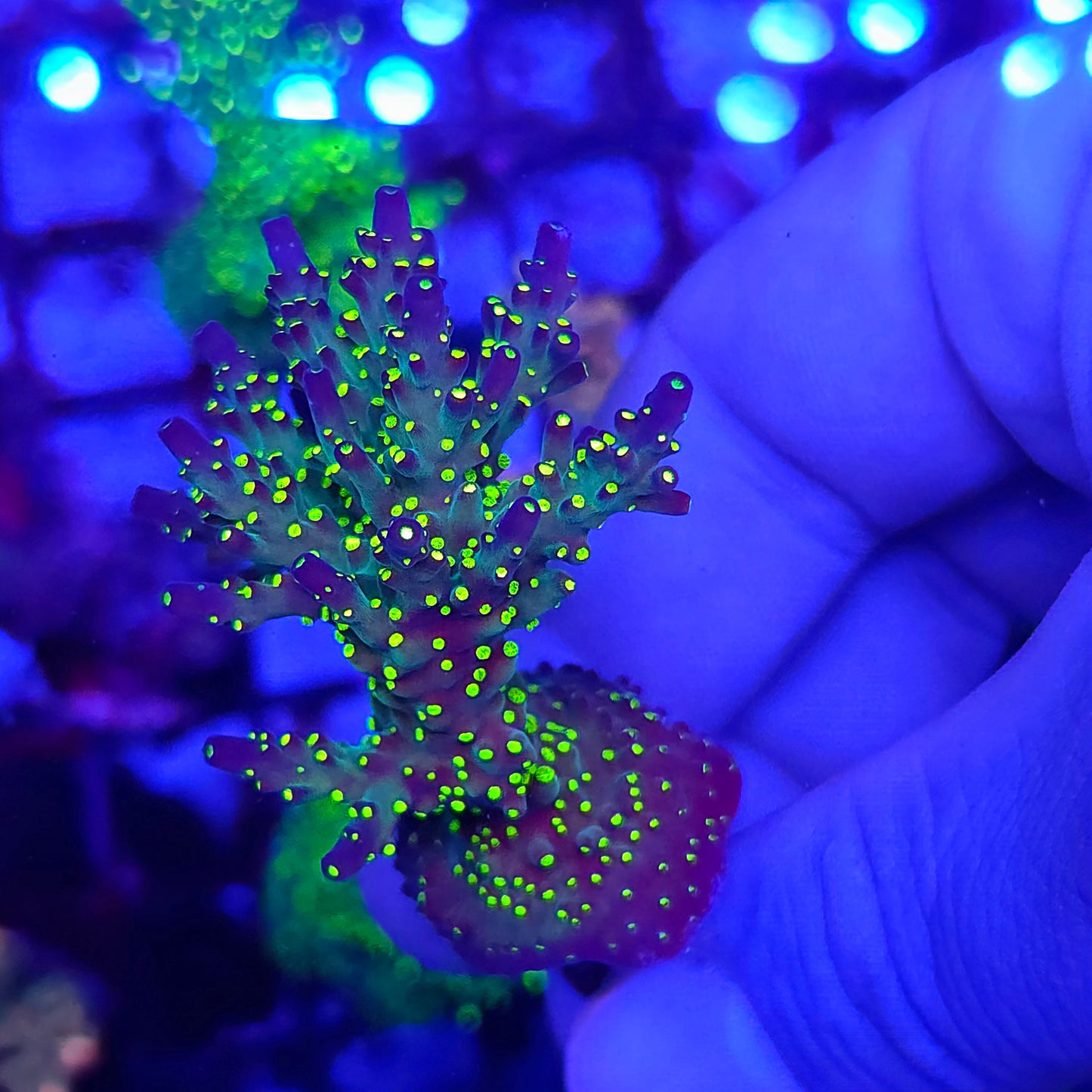Crazy Bonsai Acro