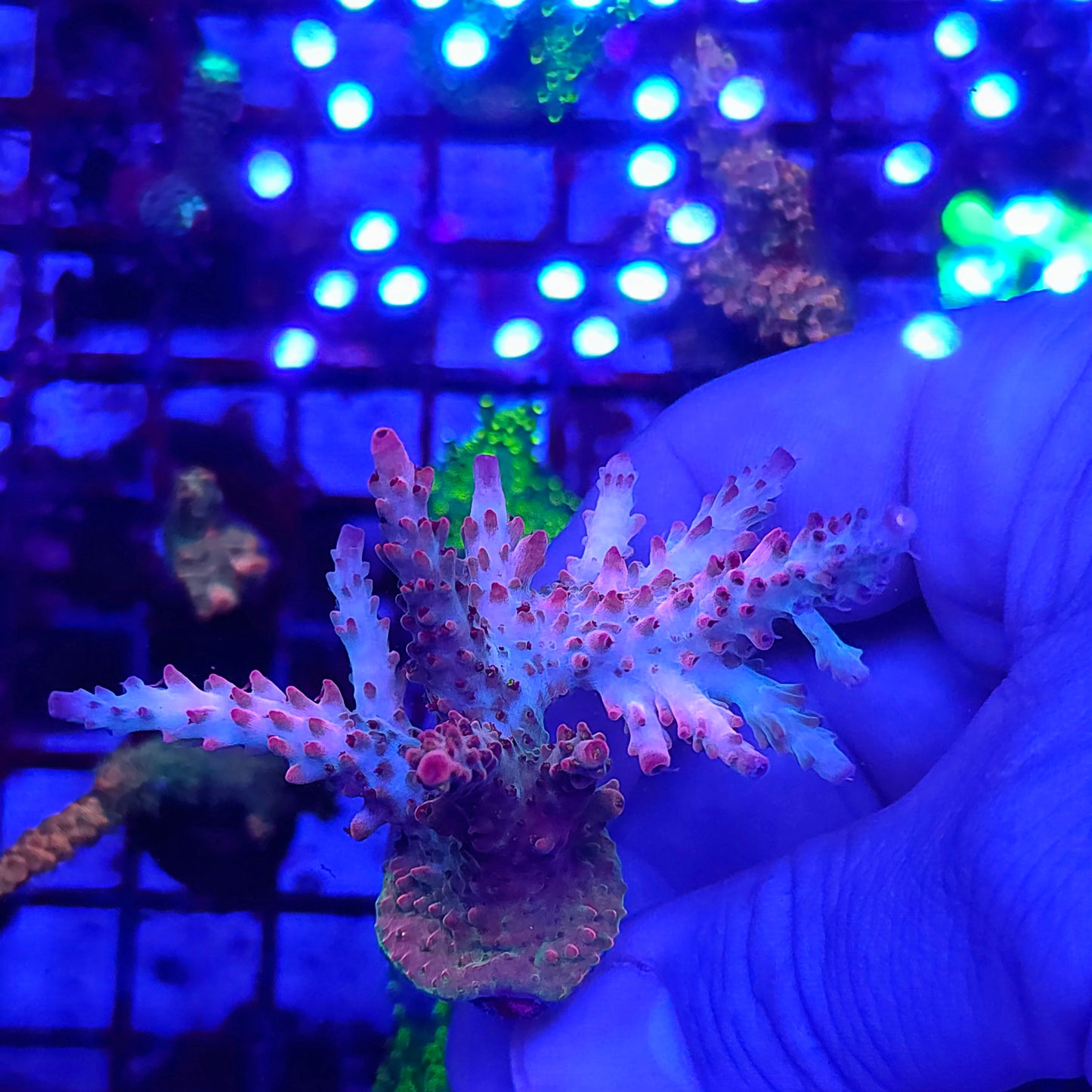 SCo Rainbow Confetti Acro