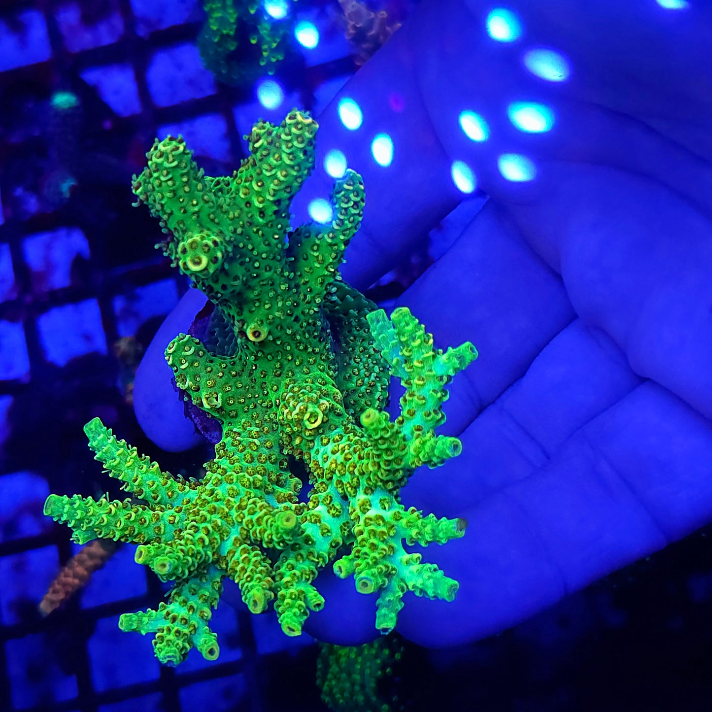 XL High Lighter Acro Colony