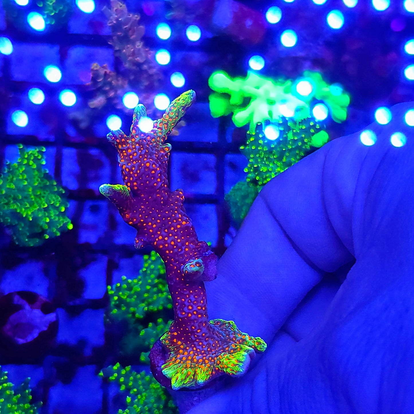 Forest Fire Montipora Digitata Large Frag