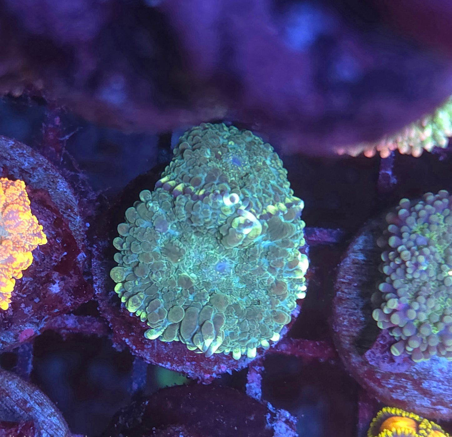 Blue Lagoon Mushroom Double