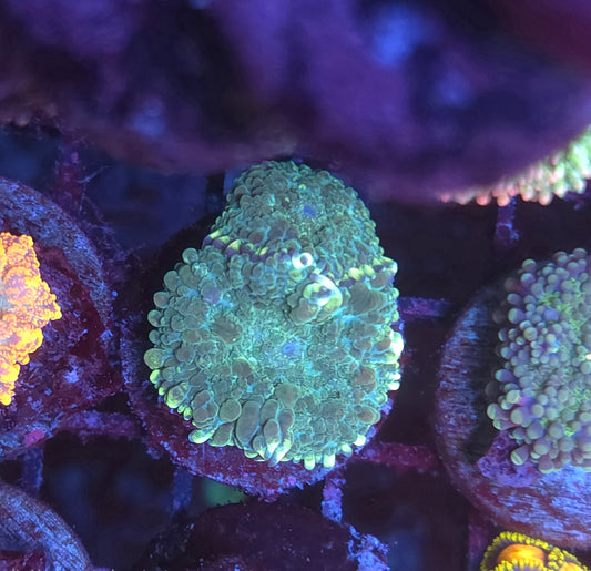 Blue Lagoon Mushroom Double