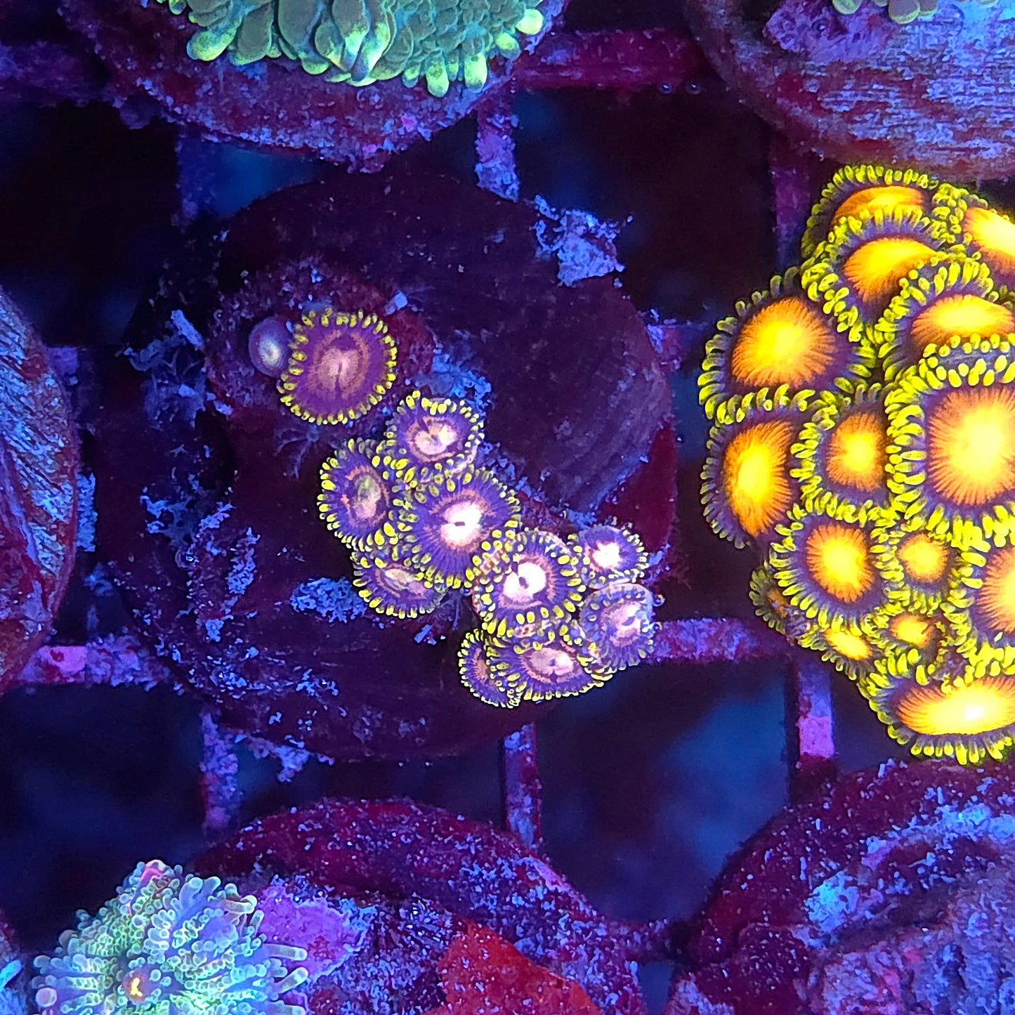 Laser Lemon Zoas