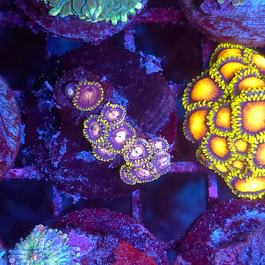 Laser Lemon Zoas