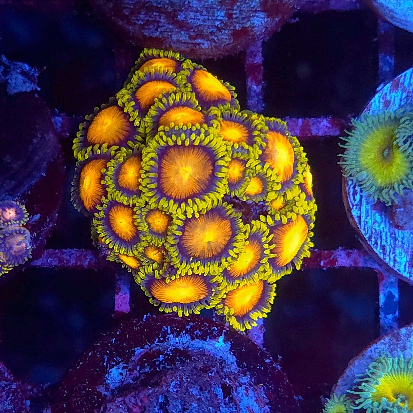 Bright Zoa Frag