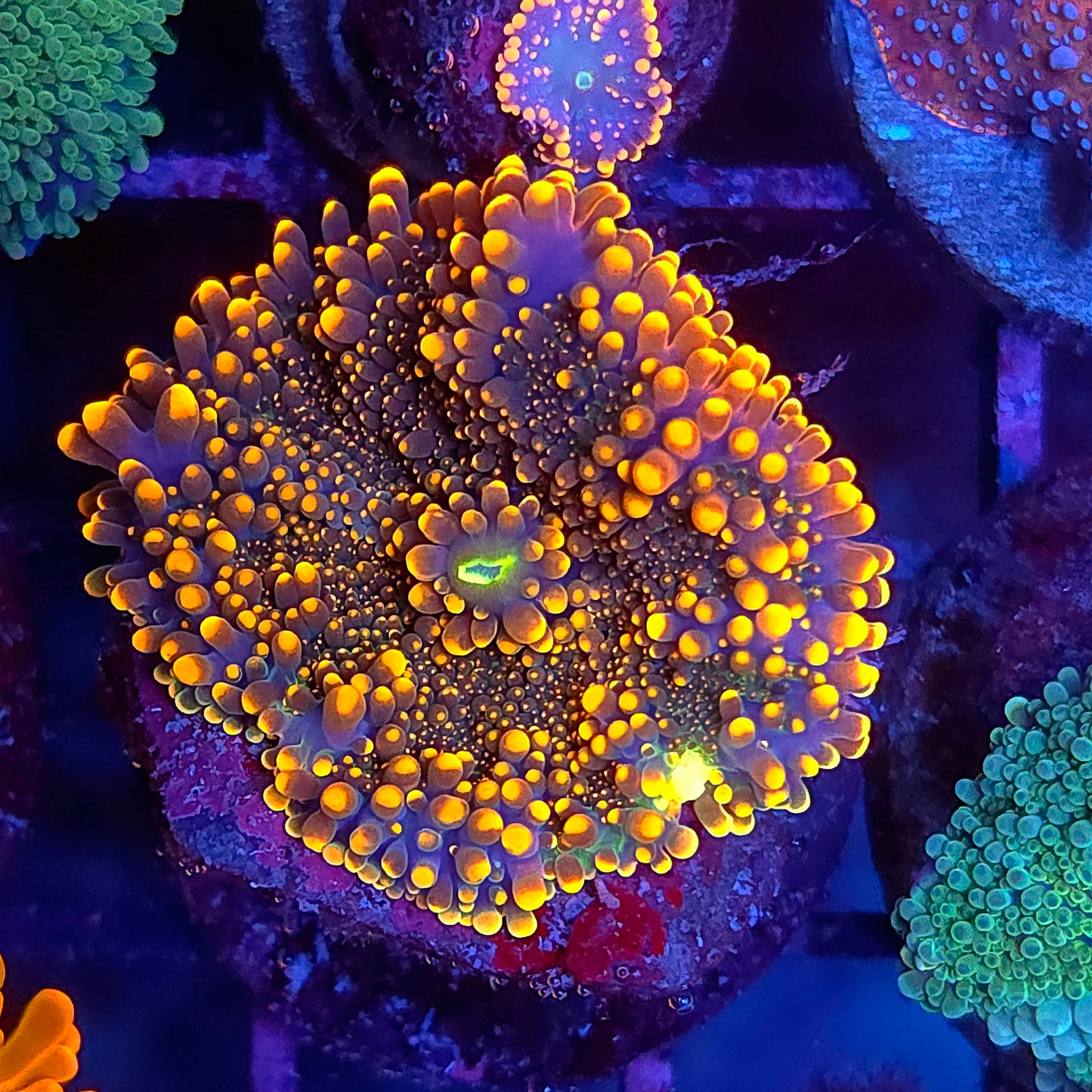 Larger Orange Yuma