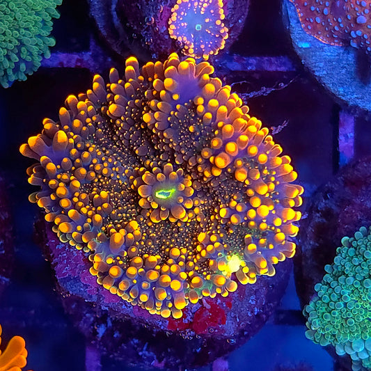 Larger Orange Yuma