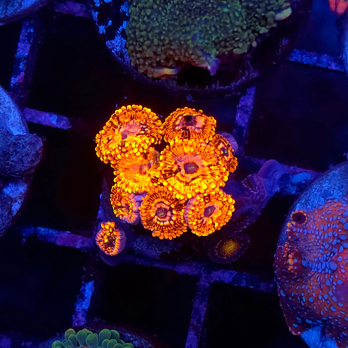Utter Chaos Zoas
