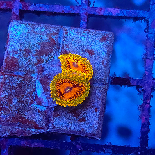 GMK Zoas