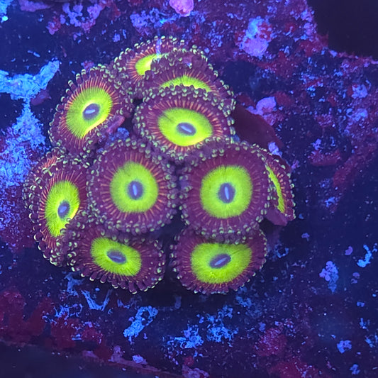 Candy Apple Purple Zoas