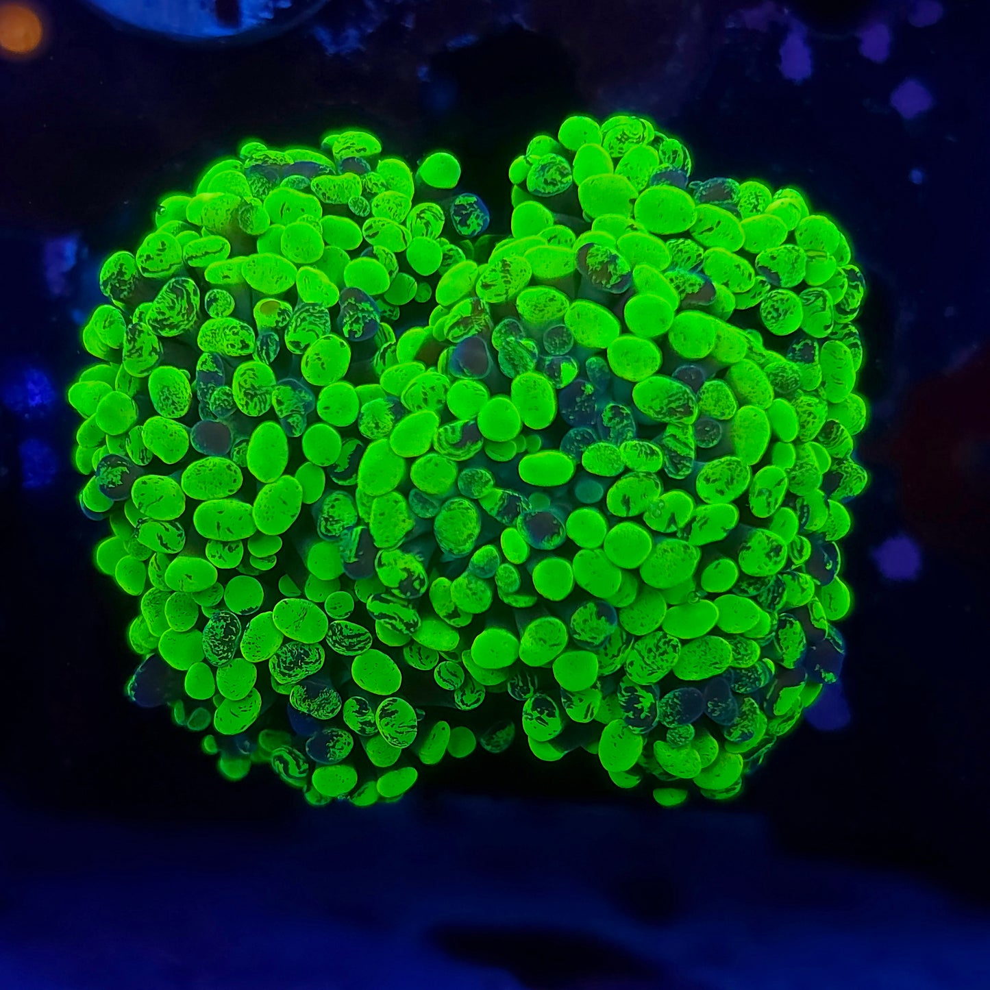 Bright Toxic Splatter Hammer Aquacultured Colony (Video in pics)
