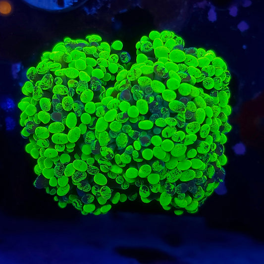 Bright Toxic Splatter Hammer Aquacultured Colony (Video in pics)
