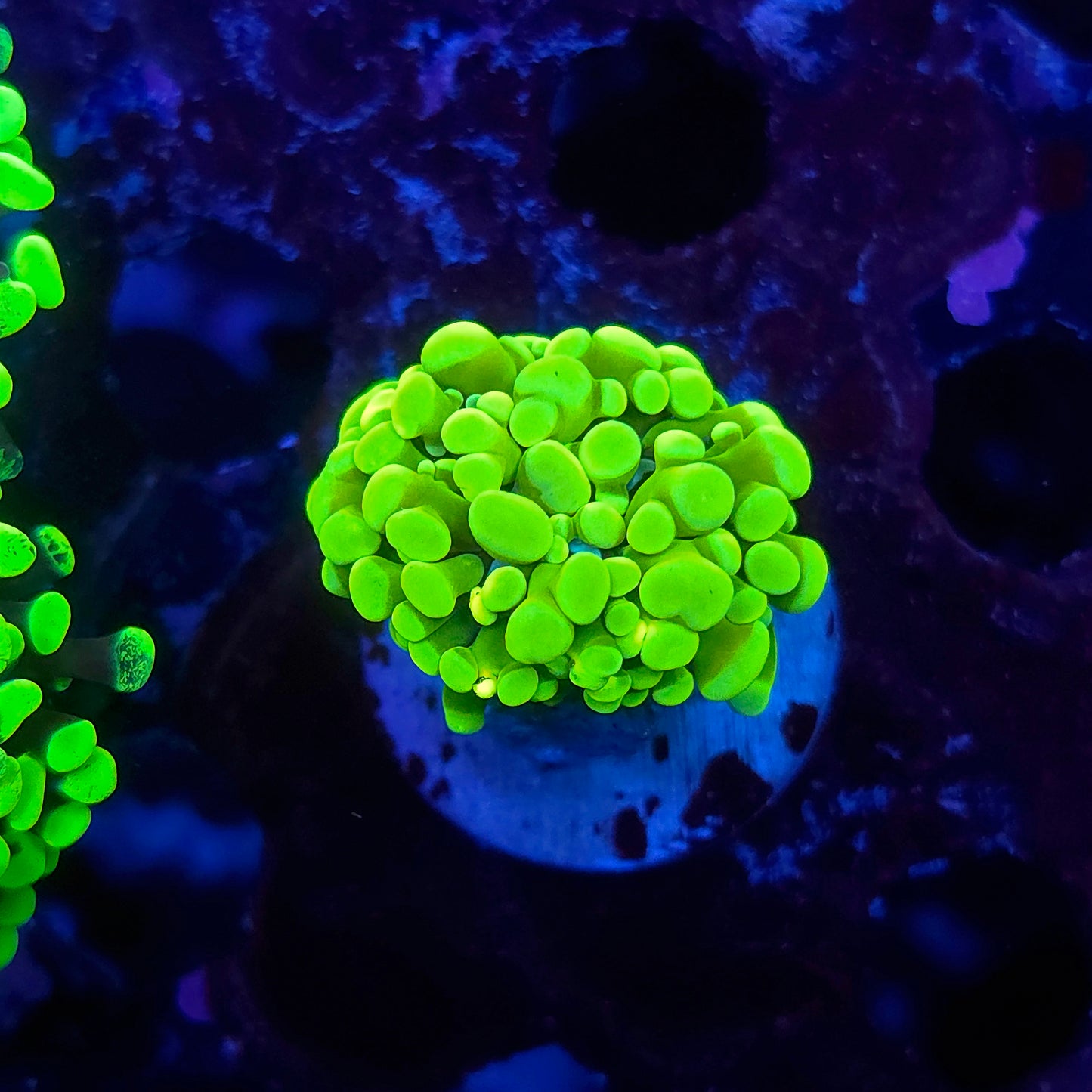 Neon Green Hammer (Video in pics)